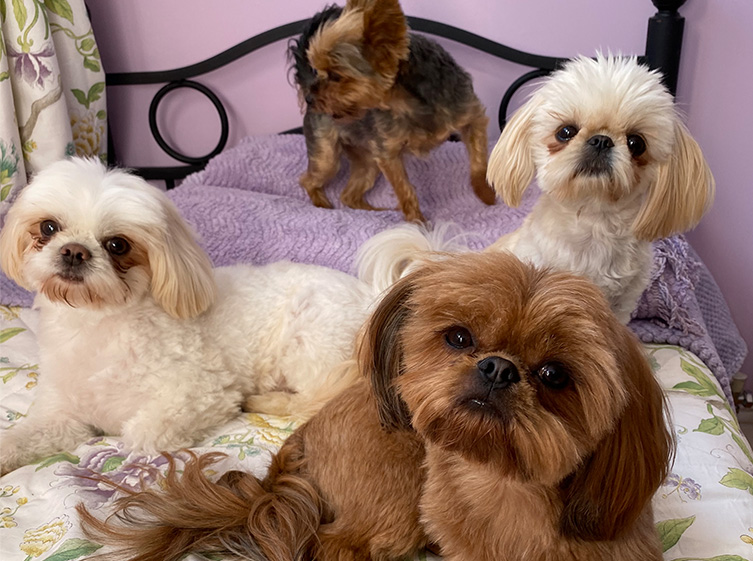 Medium Clairvoyant Services - Animal Healing
